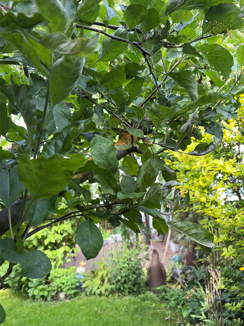 Apfelbaum — Bild 5