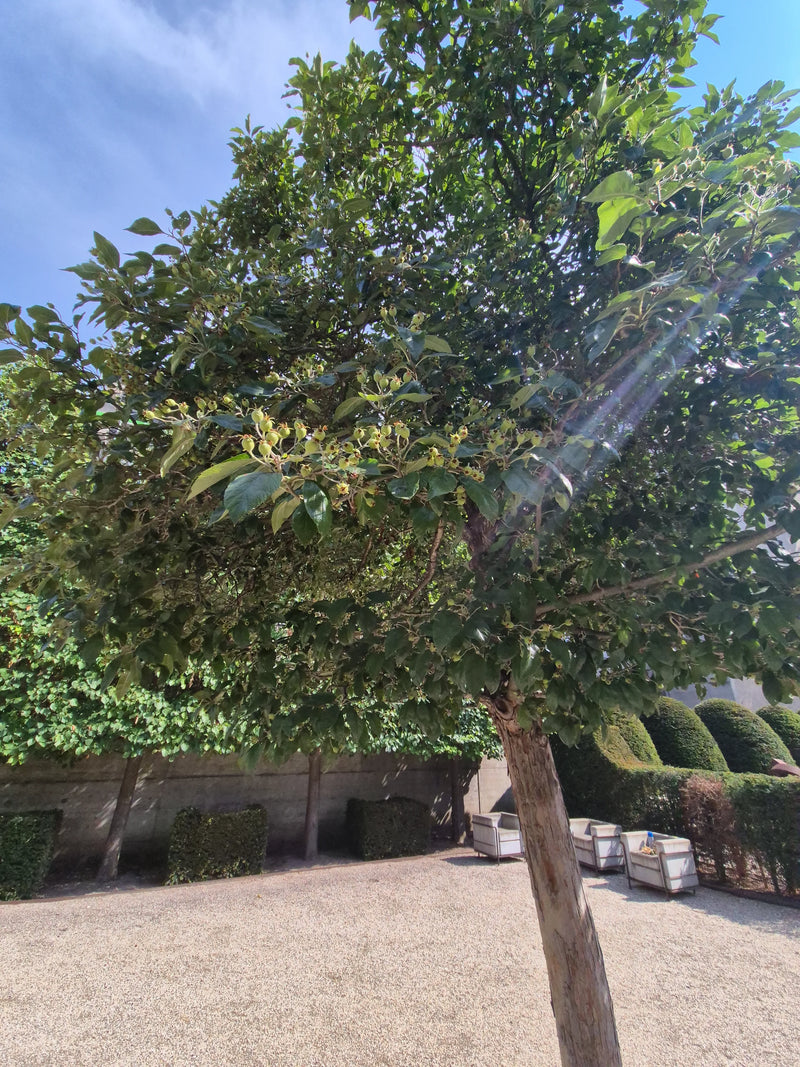 Apfelbaum — Bild 2