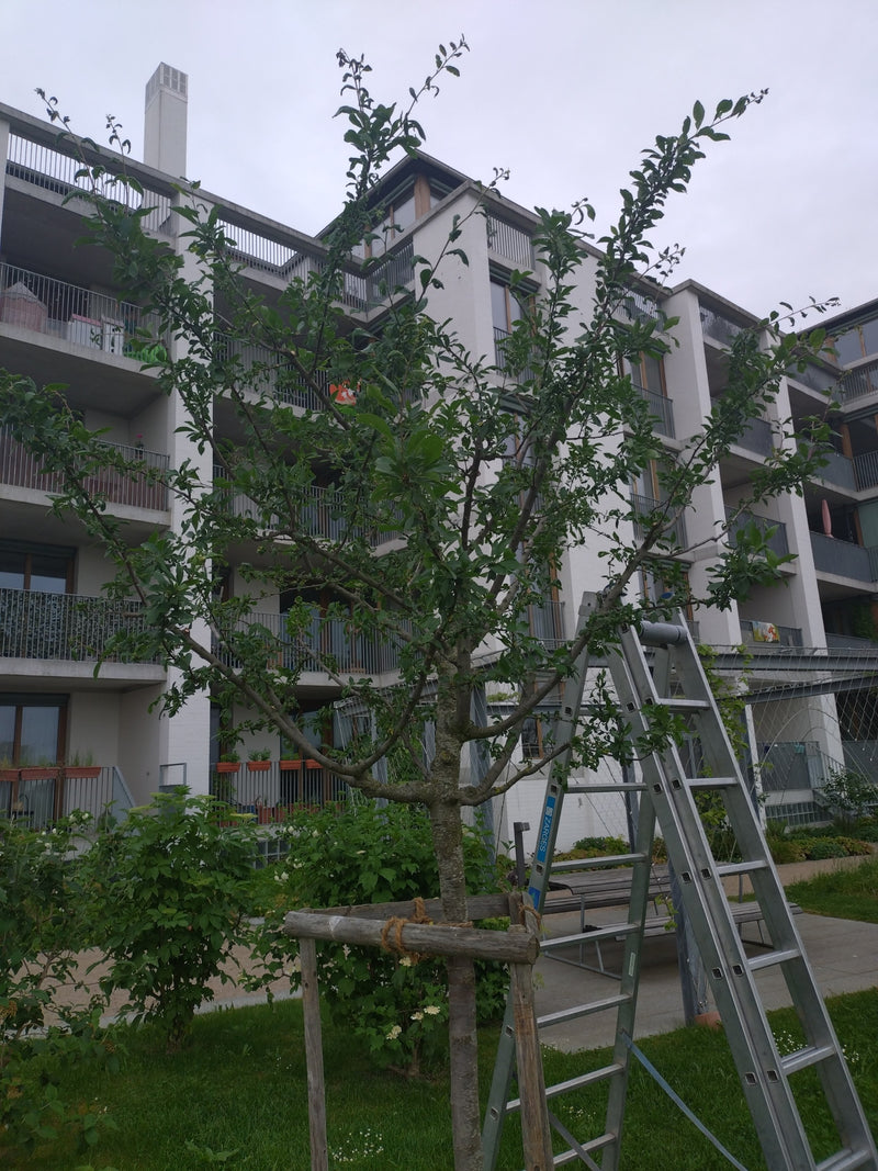 Apfelbaum — Bild 5