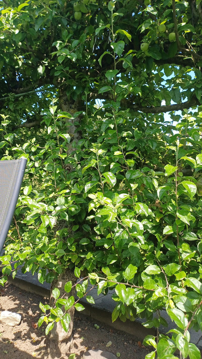 Apfelbaum — Bild 2