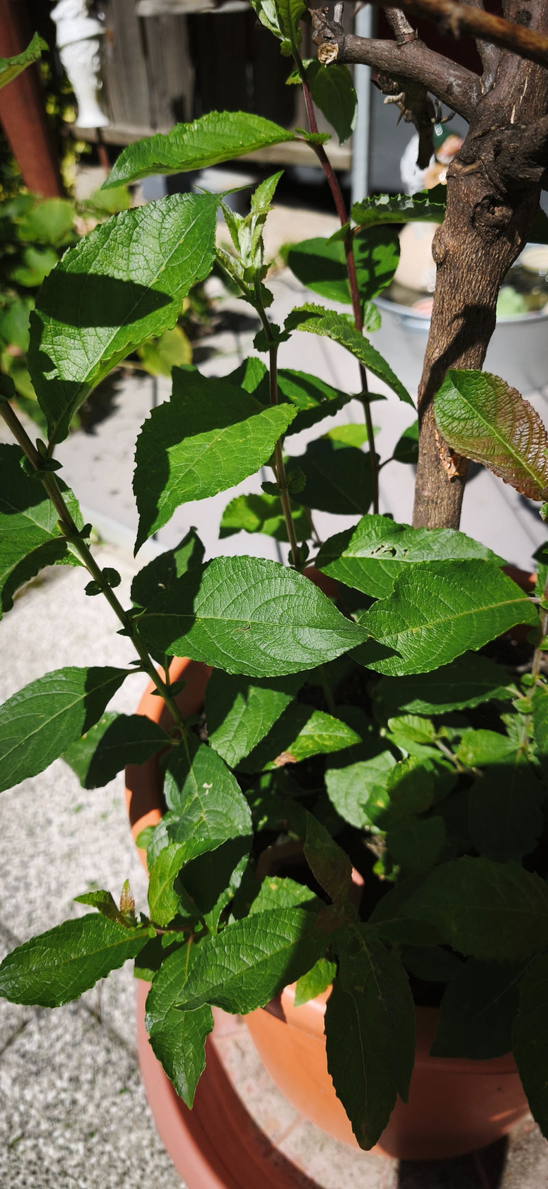 Apfelbaum — Bild 3
