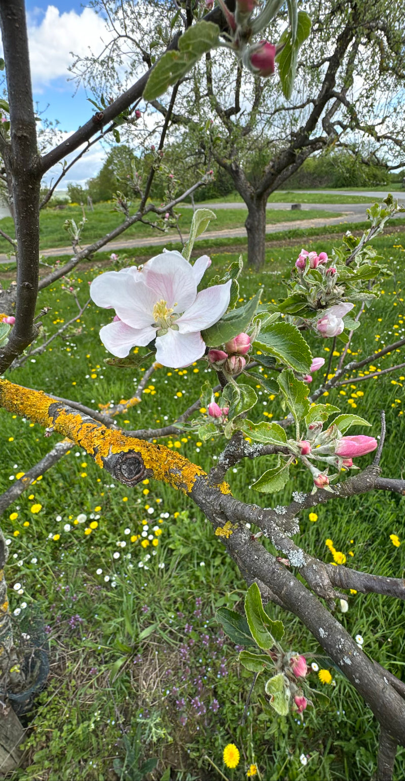 Apfelbaum — Bild 4