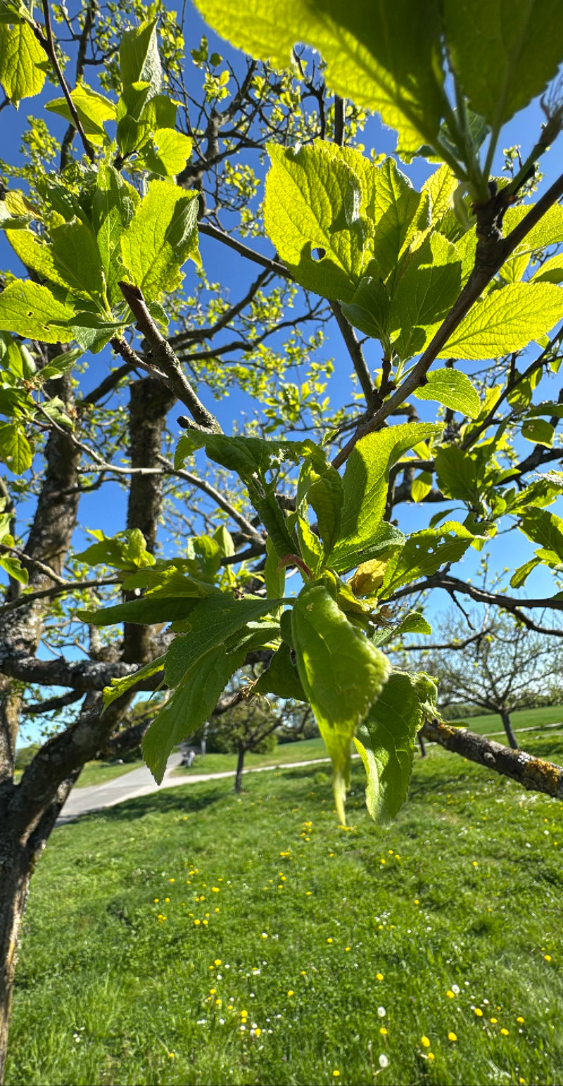 Apfelbaum — Bild 1