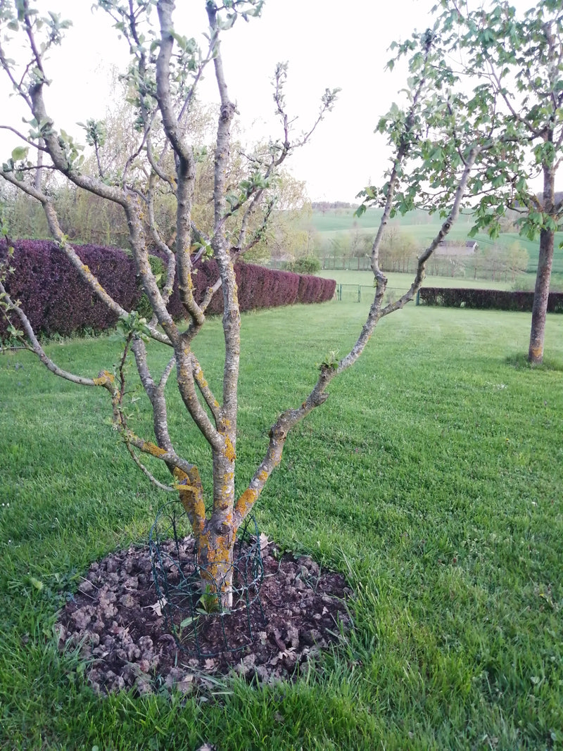 Apfelbaum — Bild 1