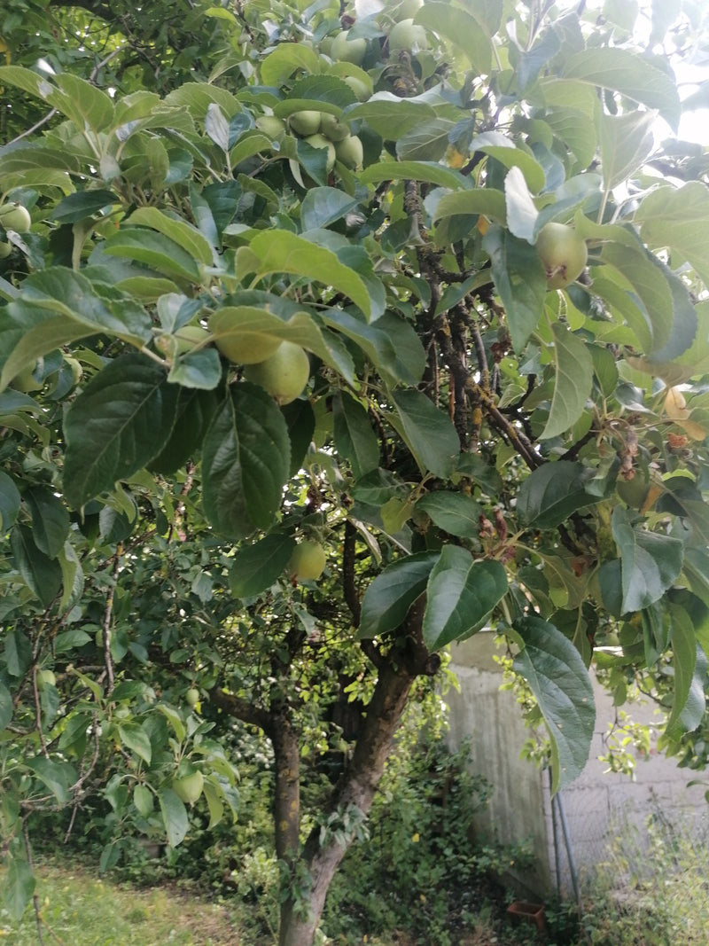 Apfelbaum — Bild 4
