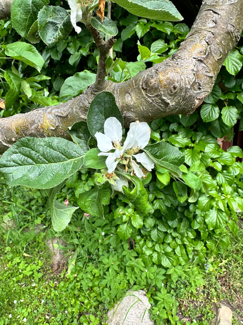 Apfelbaum — Bild 3