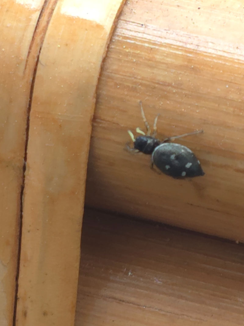 Kupfer-Sonnenspringspinne — Bild 3