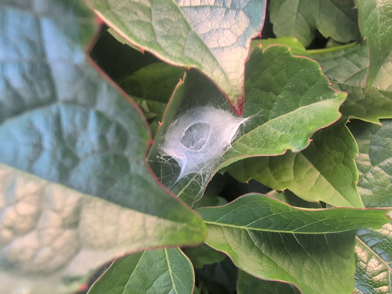 Labyrinthspinne — Bild 1