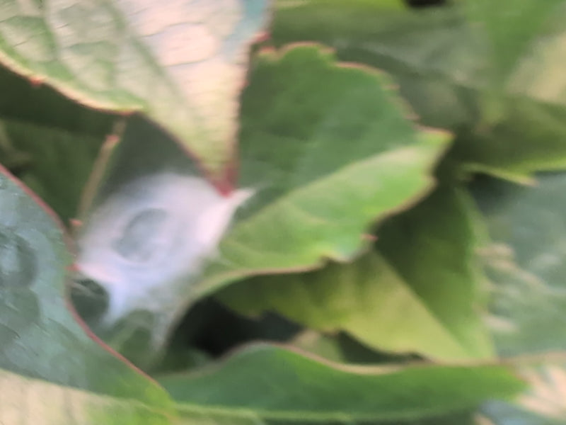 Labyrinthspinne — Bild 3
