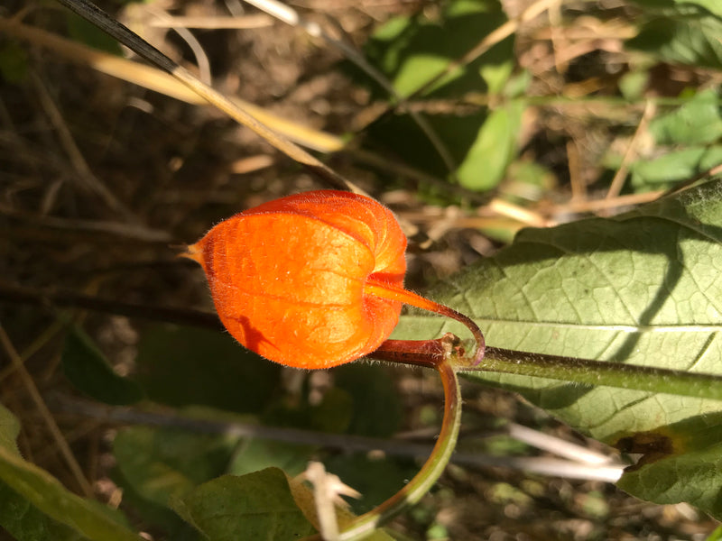 Lampionblume — Bild 2 von 2