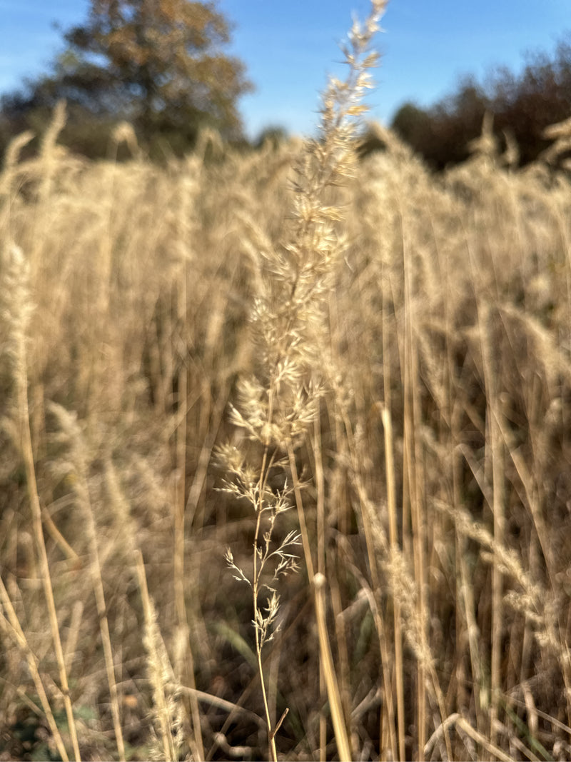 Eine verblühte Rispe des Land-Reitgrases steht im Vordergrund eines dichten Bestandes vertrockneter Halme unter blauem Himmel.