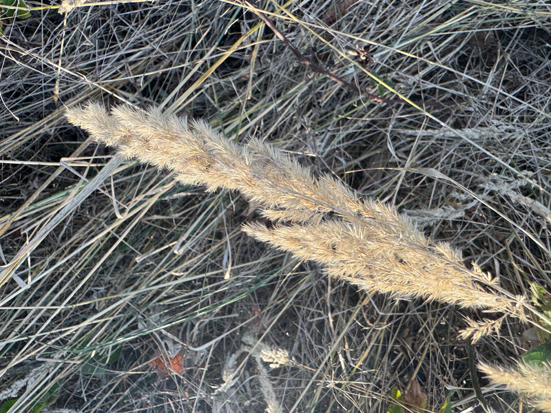 Land-Reitgras — Bild 1 von 3