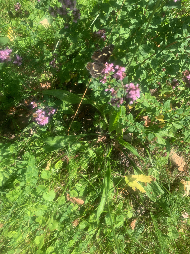 Landkärtchen (Raupe) — Bild 3 von 14