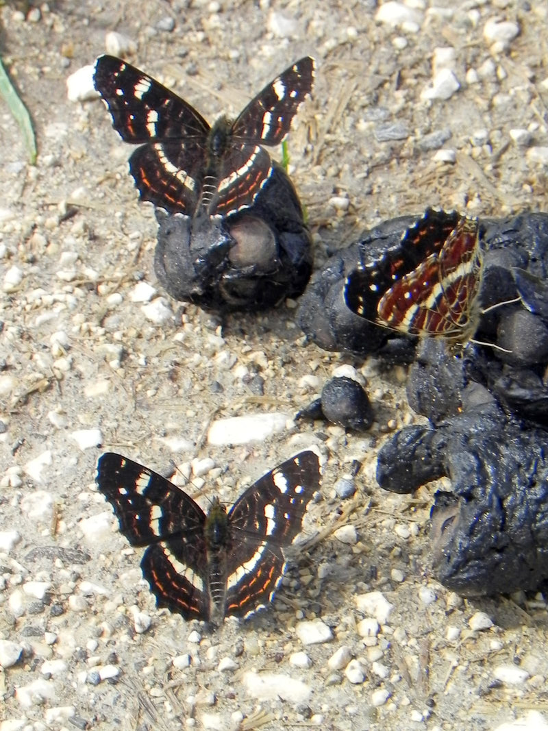 Landkärtchen (Raupe) — Bild 5 von 14