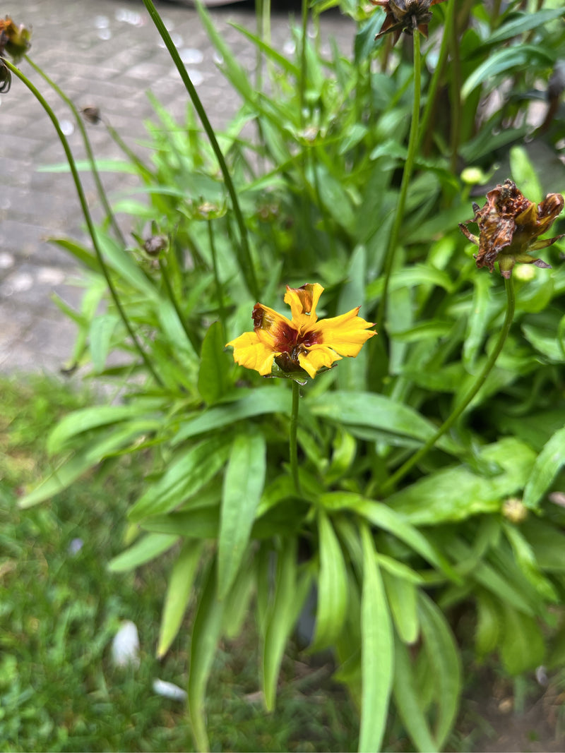 Lanzettblättriges Mädchenauge — Bild 1