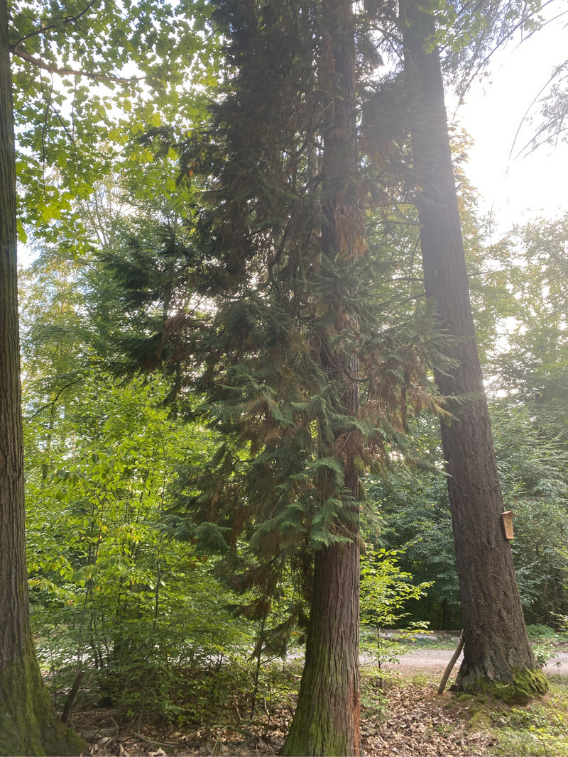 Zu sehen ist eine ausgewachsene Oregon-Scheinzypresse in einem Wald. Der Baum steht zwischen anderen Bäumen im natürlichen Untergrund.