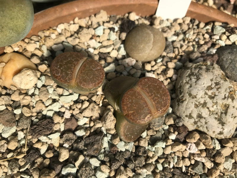 Lebende Steine (Lithops lesliei) — Bild 2 von 2