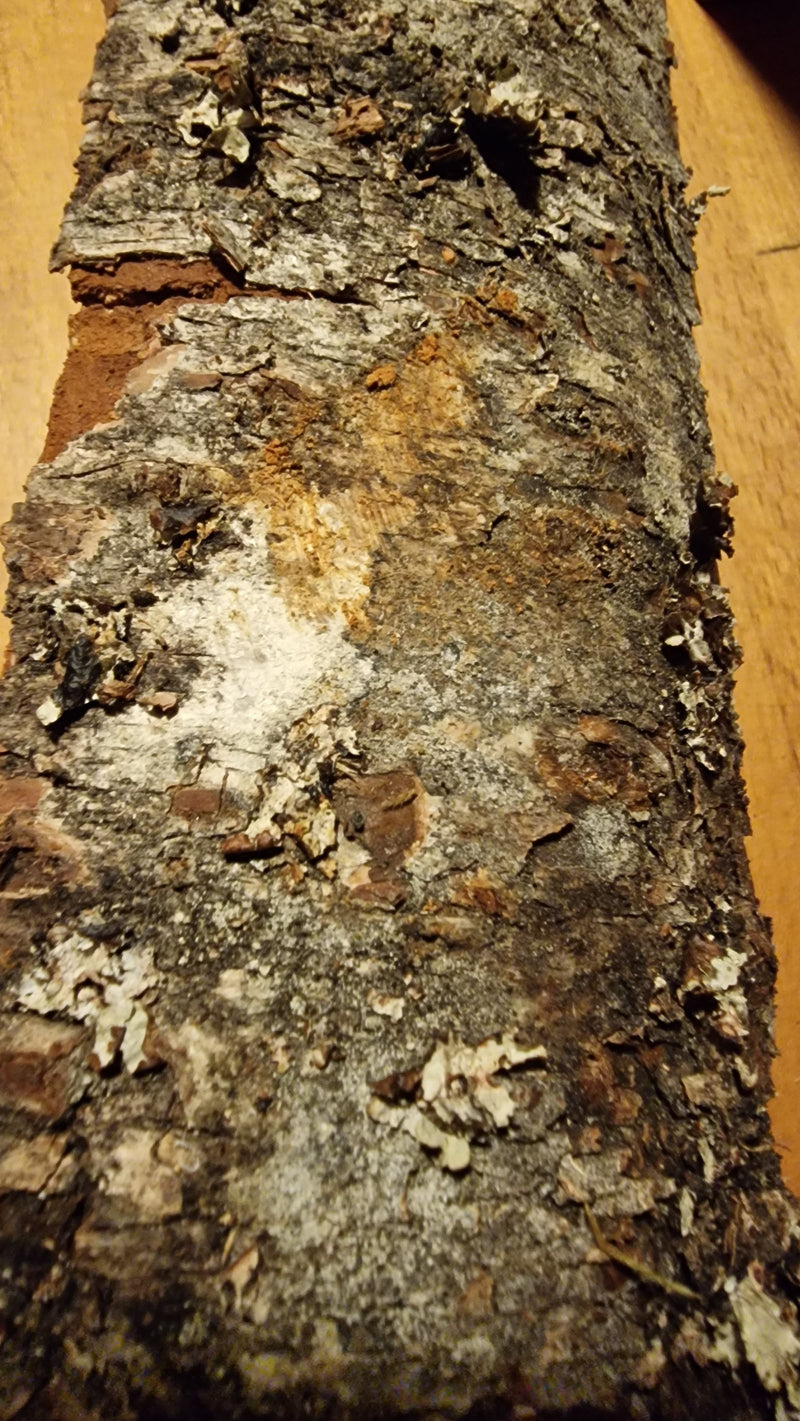 Lecanora-Flechte — Bild 1