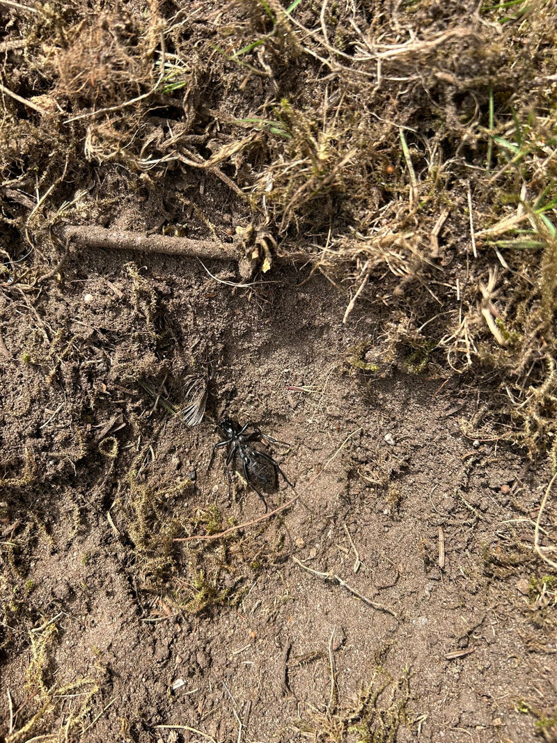Lederlaufkäfer — Bild 2 von 19