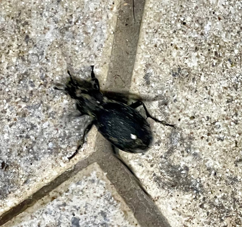 Lederlaufkäfer — Bild 4 von 19