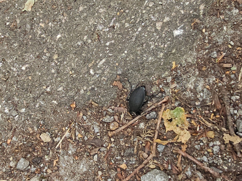 Lederlaufkäfer — Bild 5 von 19