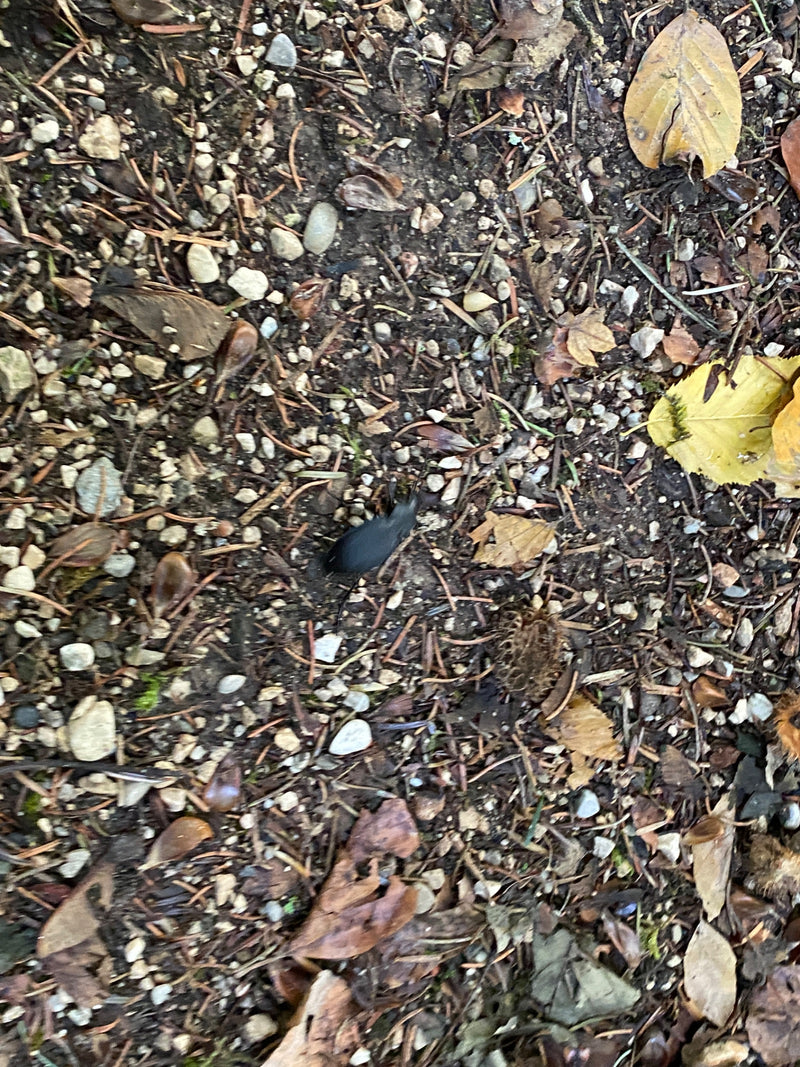 Lederlaufkäfer — Bild 1 von 19