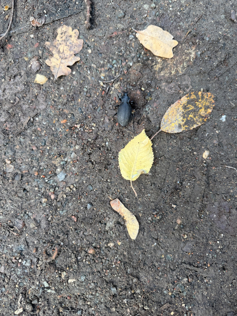 Ein Lederlaufkäfer bewegt sich auf feuchtem Erdboden zwischen herabgefallenen Blättern.