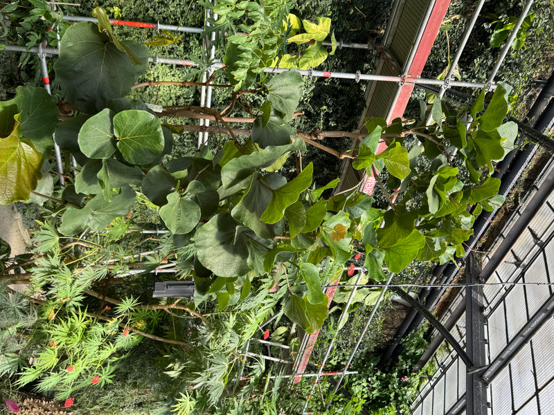 Ledermantelbaum — Bild 1 von 1