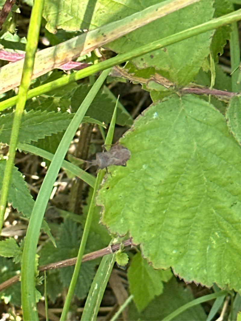 Lederwanze — Bild 4