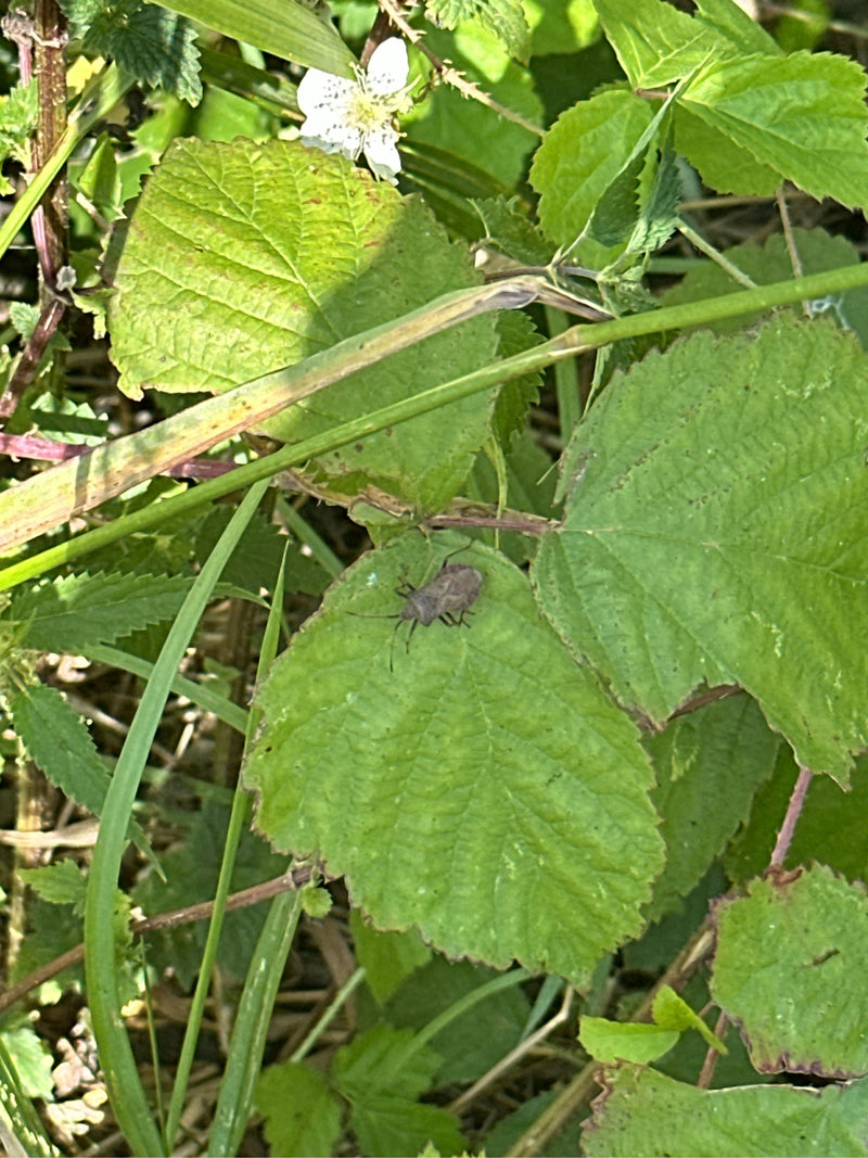 Lederwanze — Bild 2