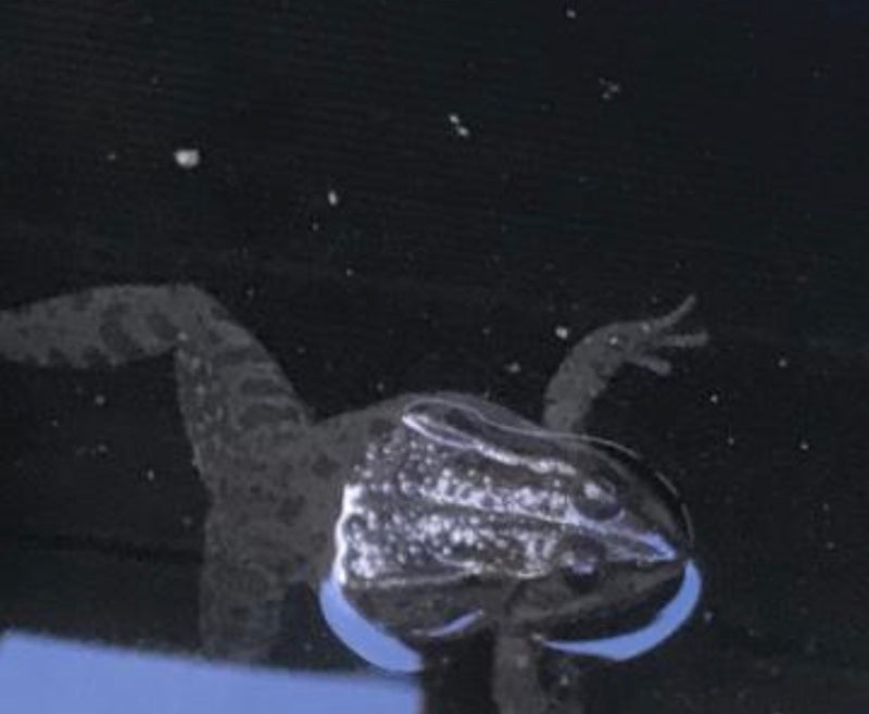 Leopardfrosch — Bild 1