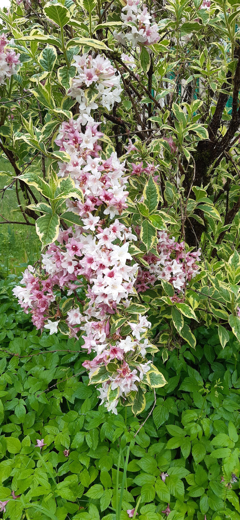 Zu sehen ist ein reich blühender Weigelienstrauch mit zahlreichen rosa-weißen Blüten und gelb-grün gerandeten Blättern. Die Pflanze steht in voller Blüte vor...