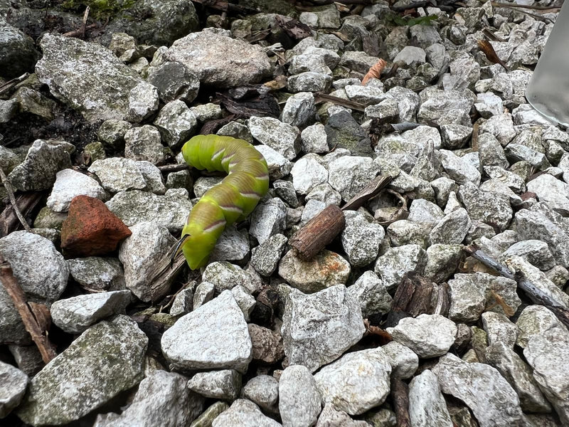 Ligusterschwärmer — Bild 1