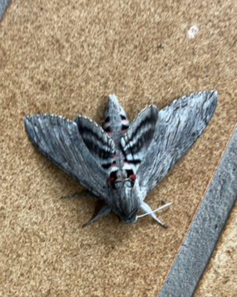 Ligusterschwärmer — Bild 4