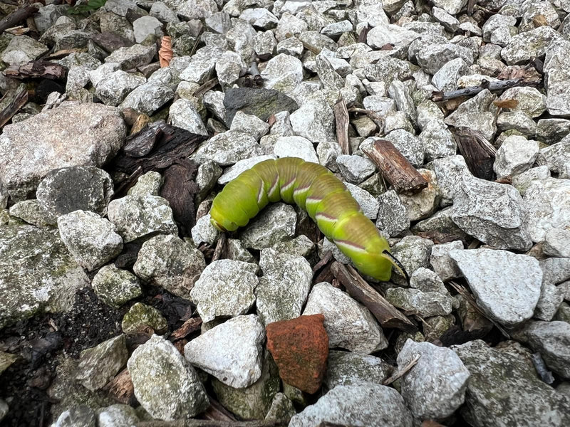 Ligusterschwärmer — Bild 2