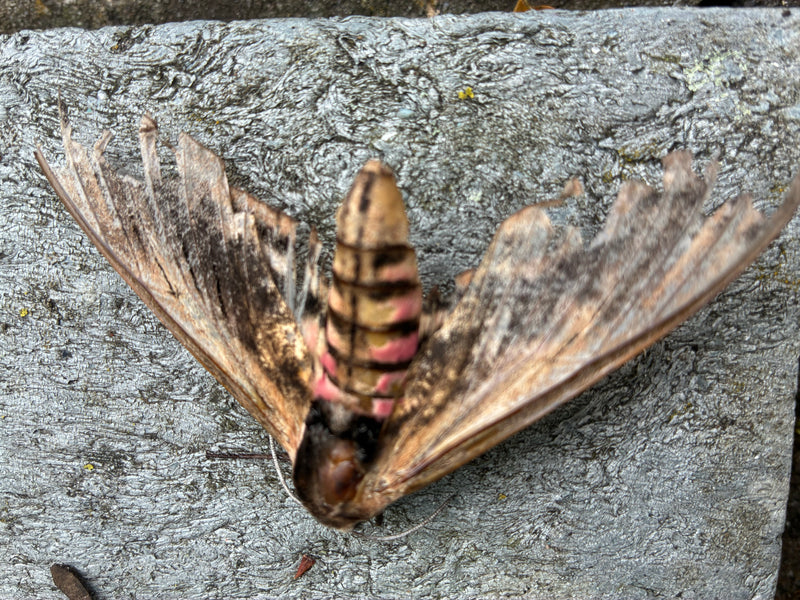 Ligusterschwärmer — Bild 3