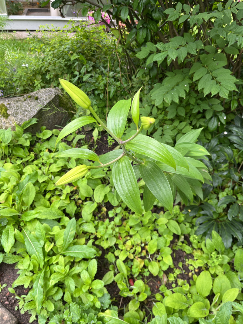 Lilie — Bild 4