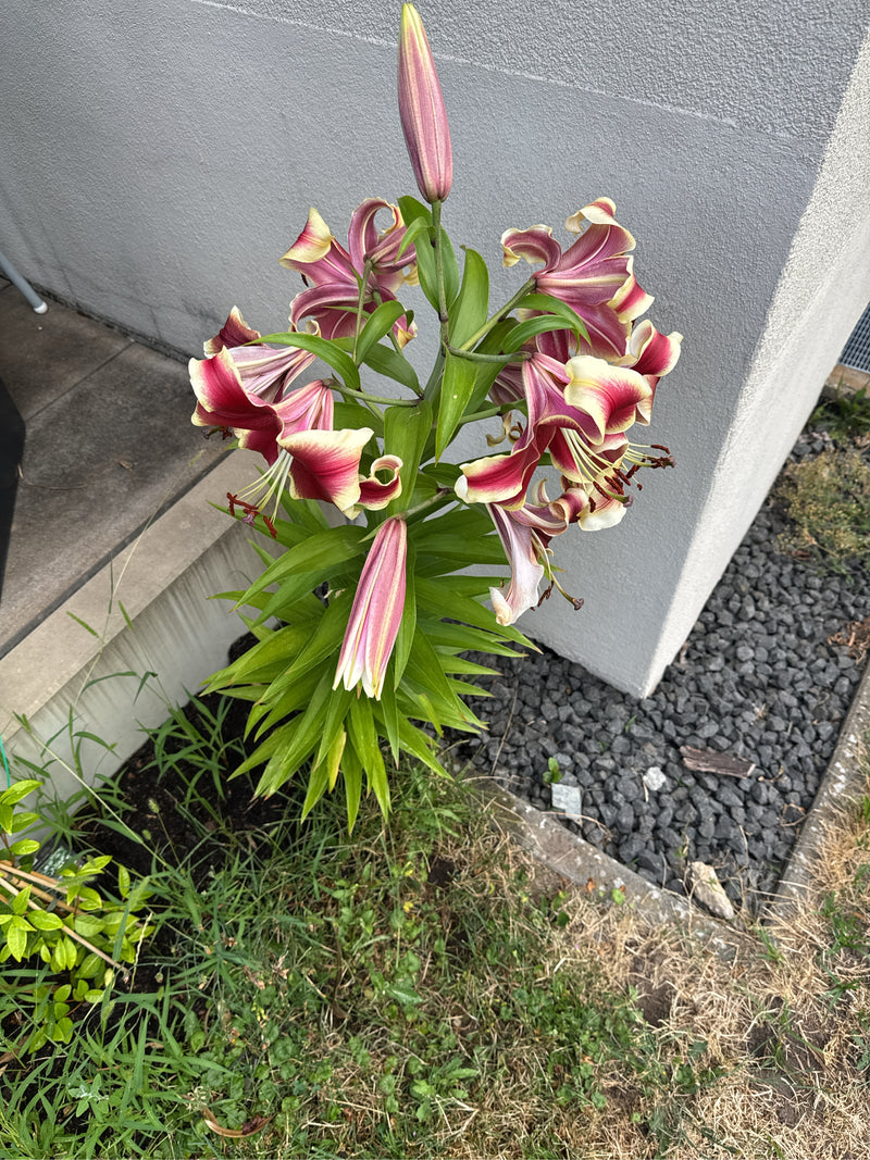 Lilie — Bild 2