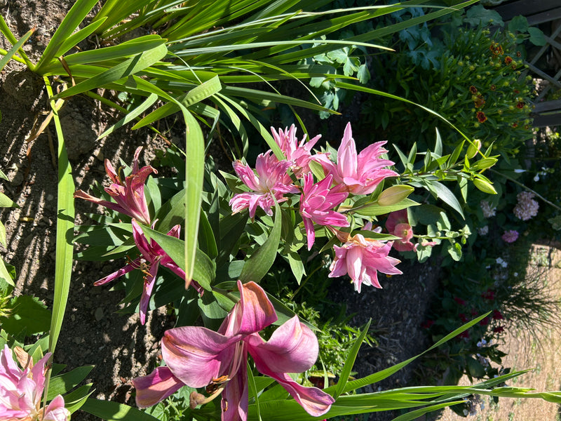 Lilie — Bild 1