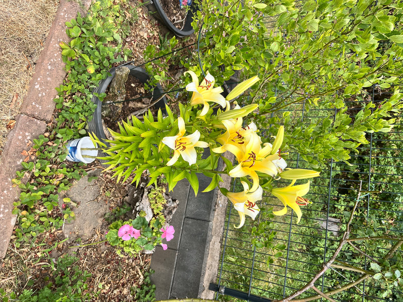 Lilie — Bild 3