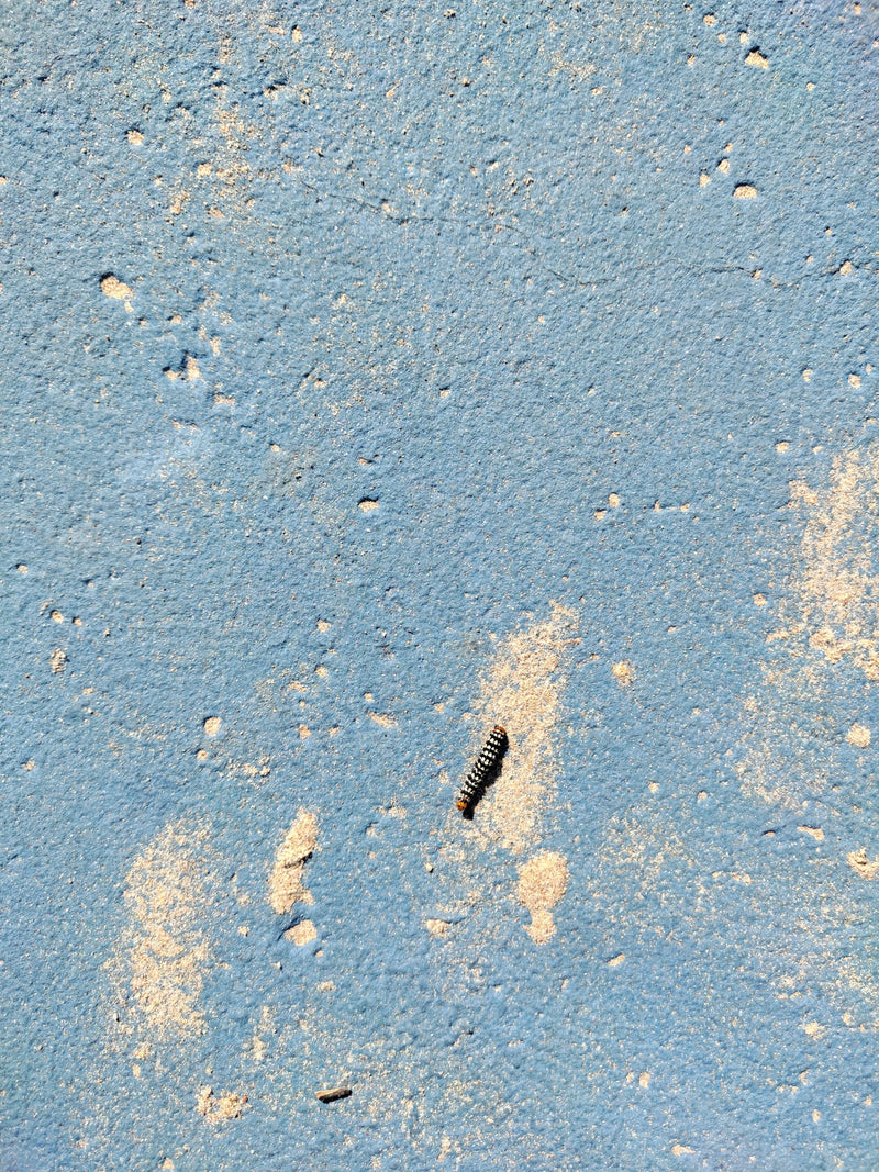 Lilieneule — Bild 1 von 2