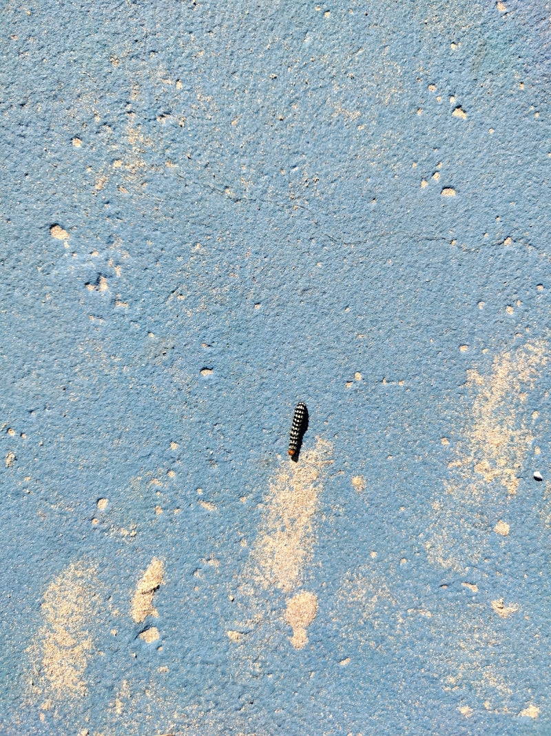 Lilieneule — Bild 2 von 2