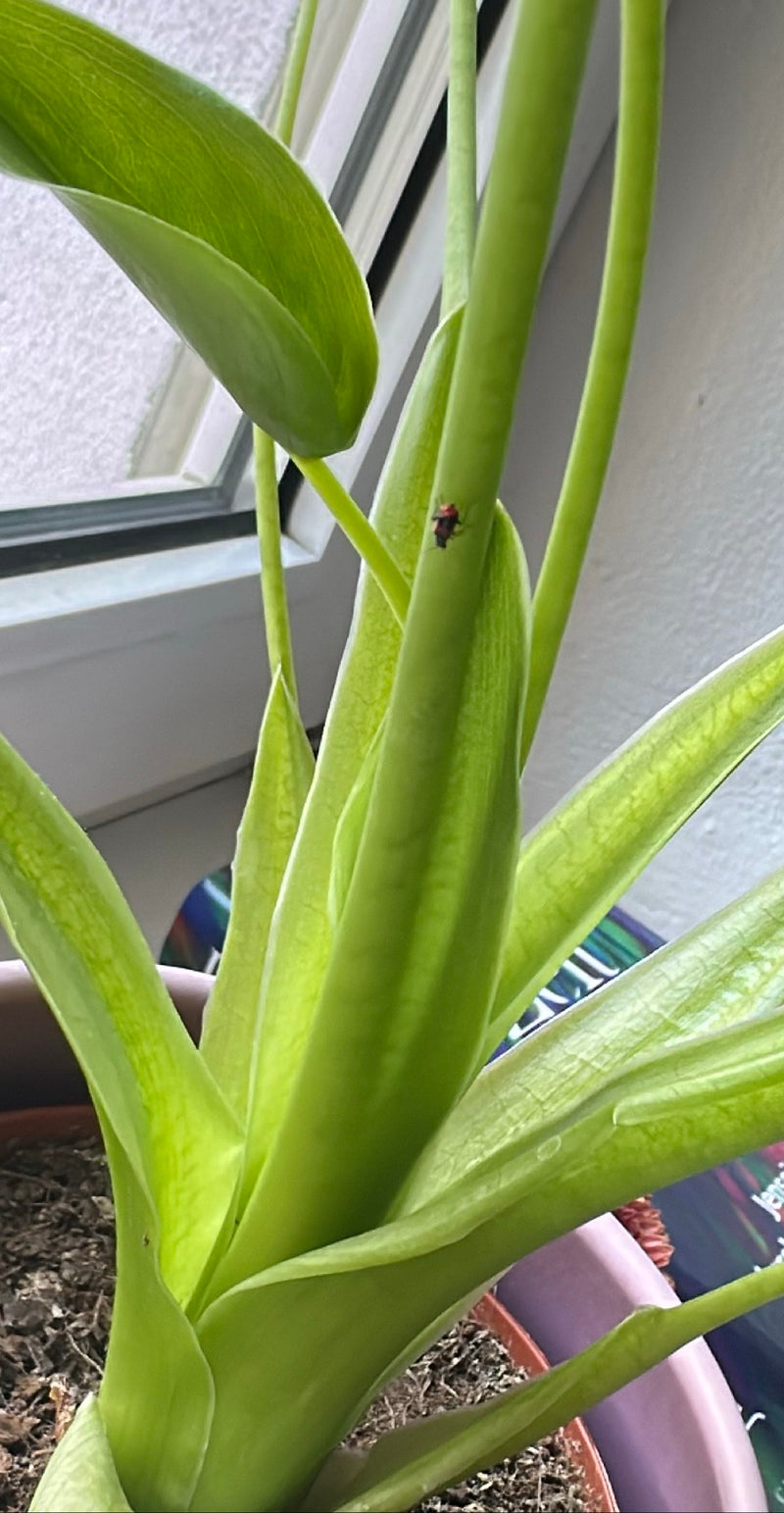 Lilienhähnchen — Bild 1