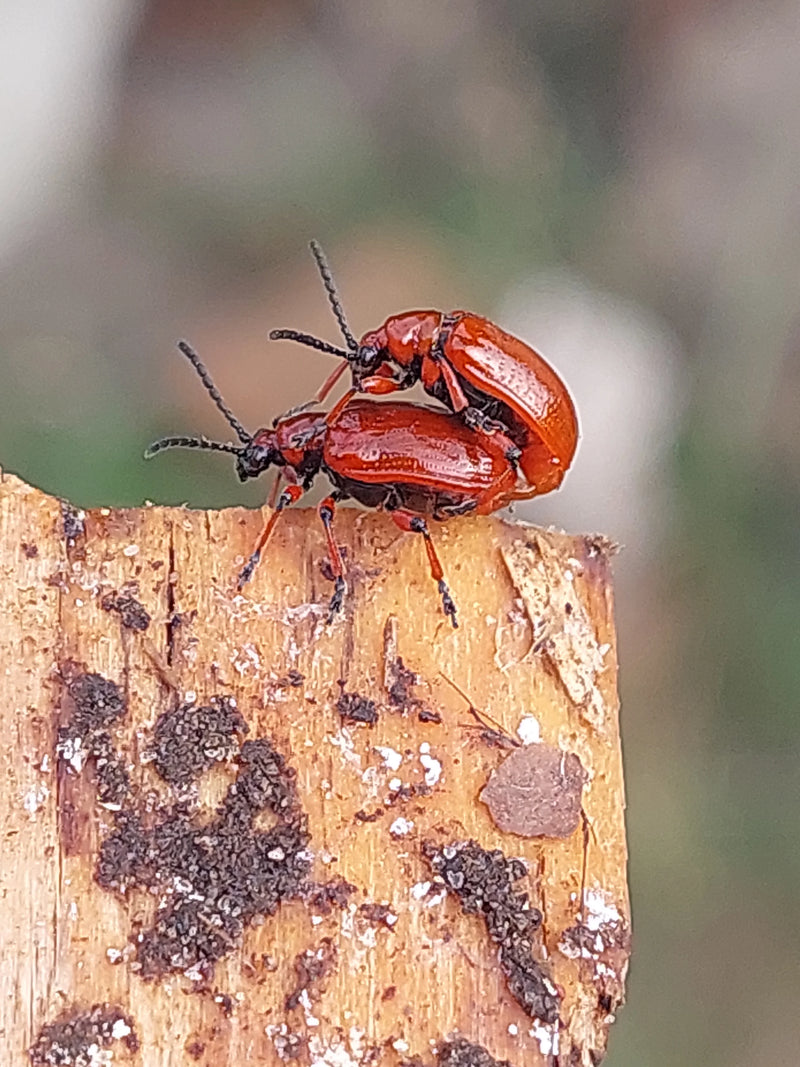 Lilienhähnchen — Bild 1