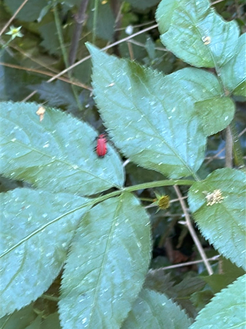 Lilienhähnchen — Bild 2