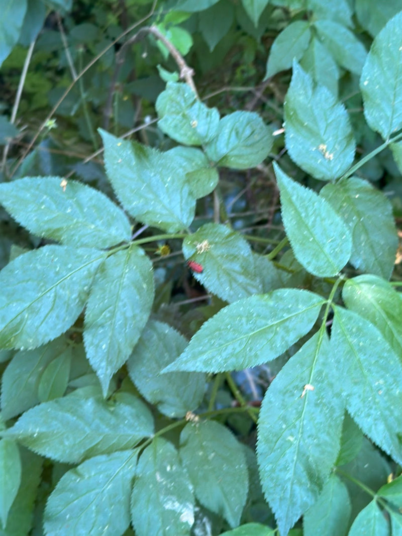 Lilienhähnchen — Bild 4