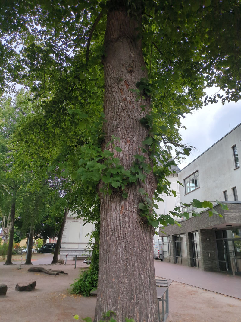 Linde — Bild 3