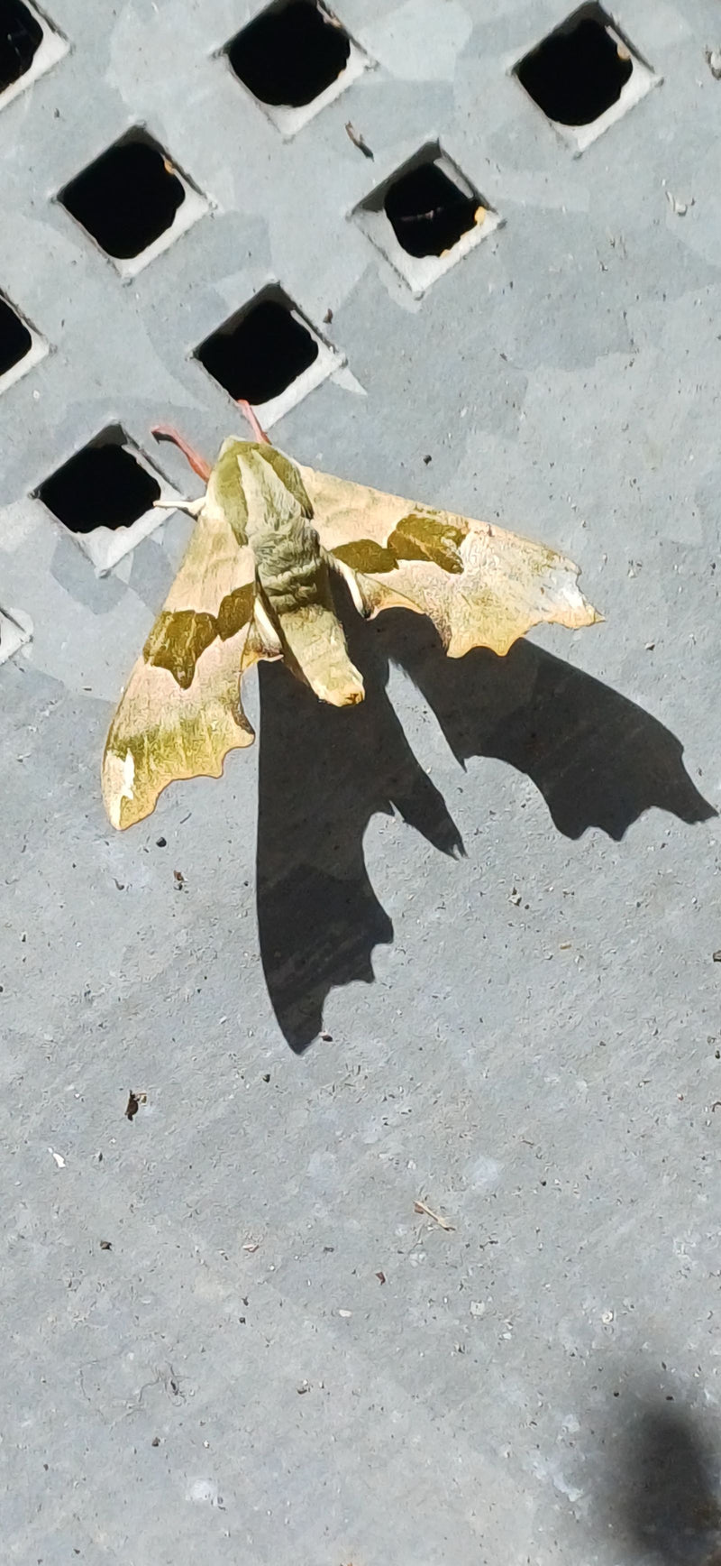 Linden-Schwärmer — Bild 1