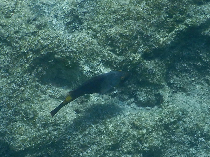 Lippfisch (Gattung Symphodus) — Bild 1