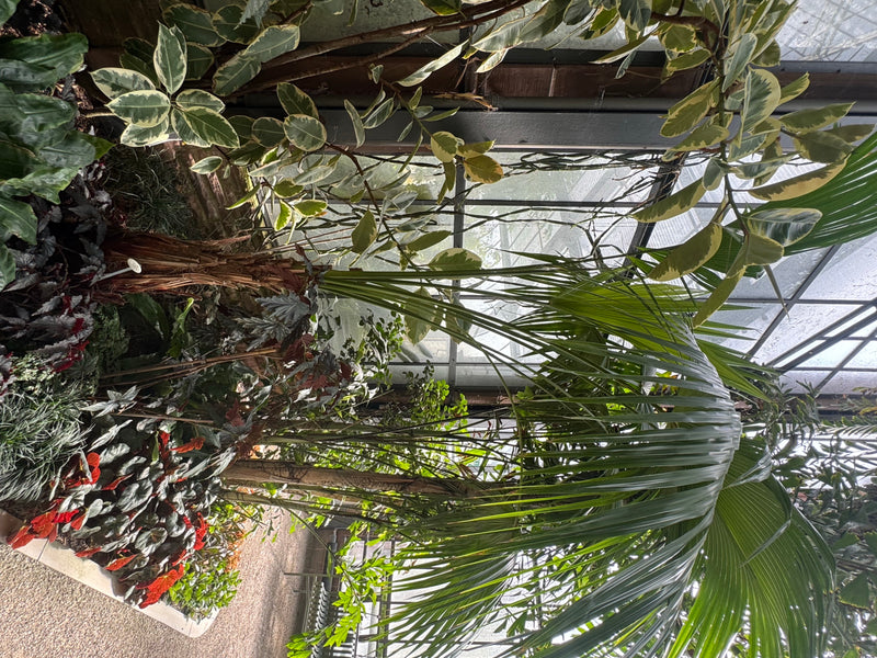 Livingstone-Palme — Bild 1 von 1